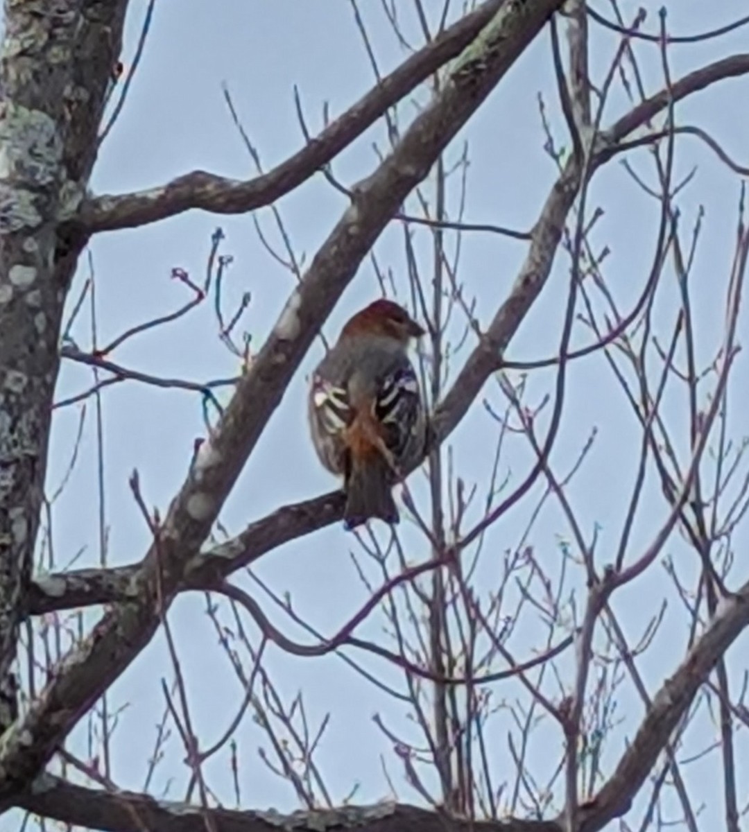 Camachuelo Picogrueso - ML645215459