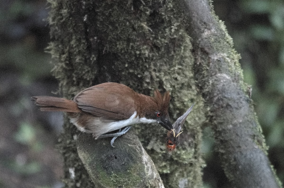 Batará Mayor - ML645215470