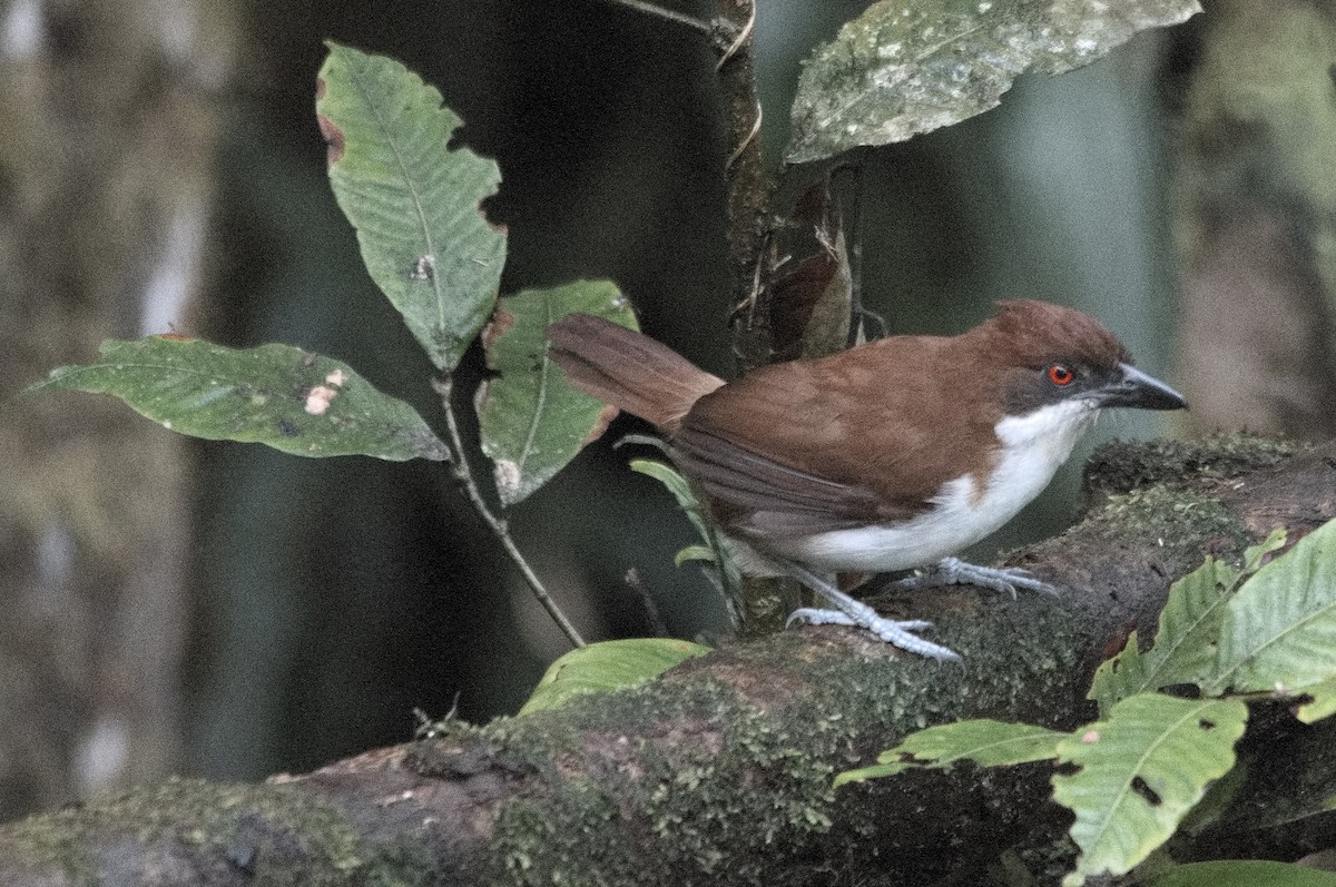 Batará Mayor - ML645215471