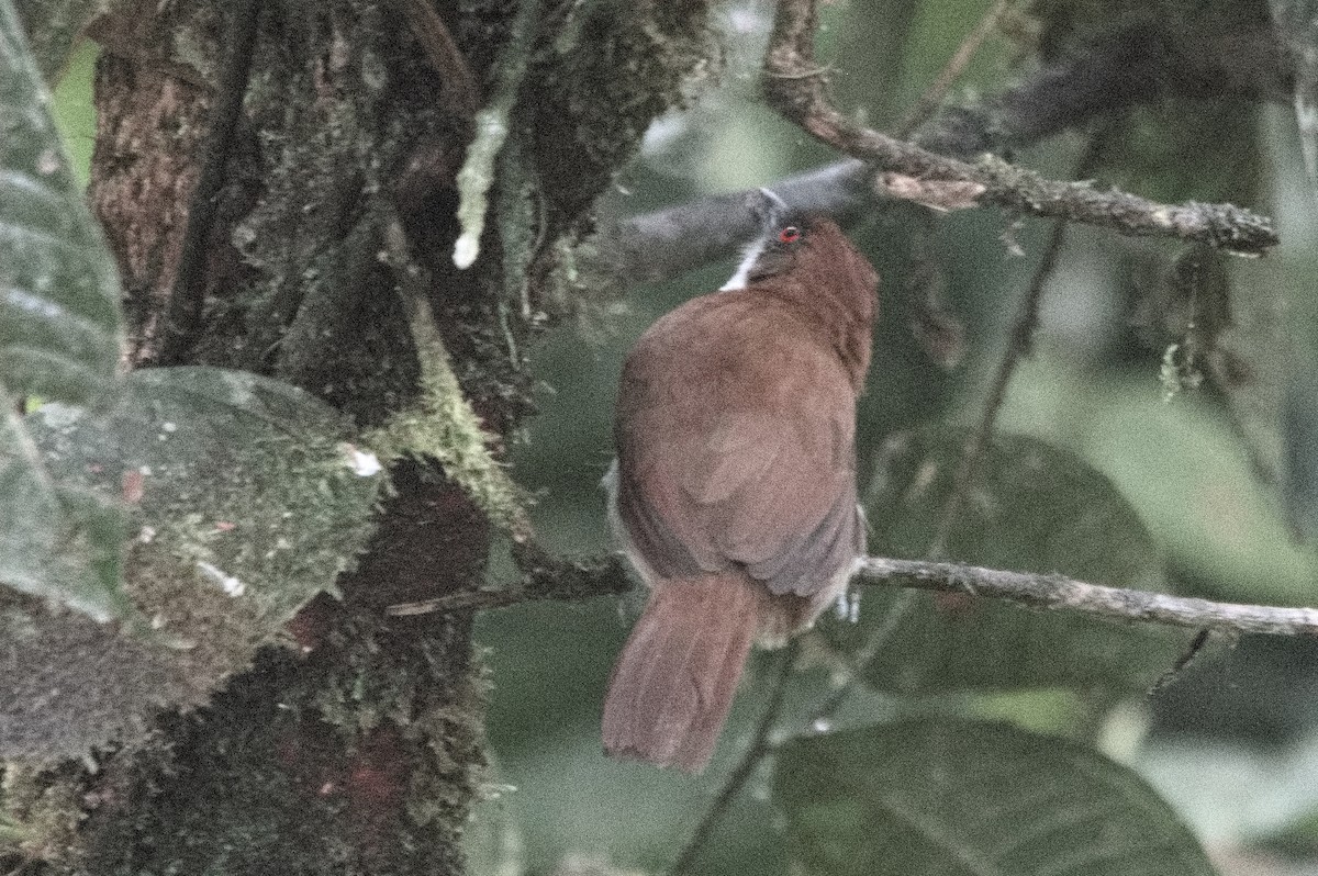 Batará Mayor - ML645215472