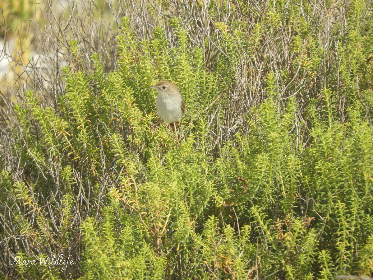 Cistícola Dorsigrís - ML645215473