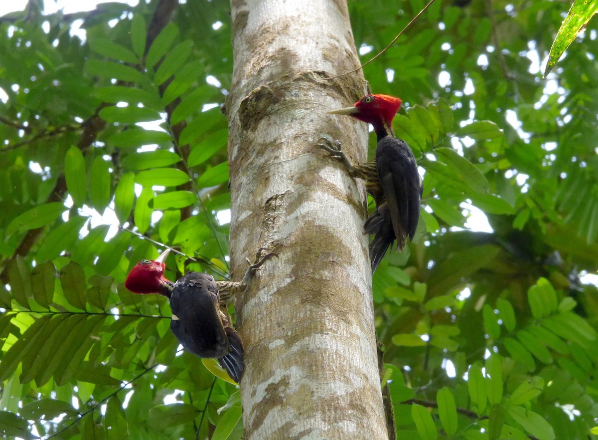 Picamaderos Piquiclaro - ML645215474