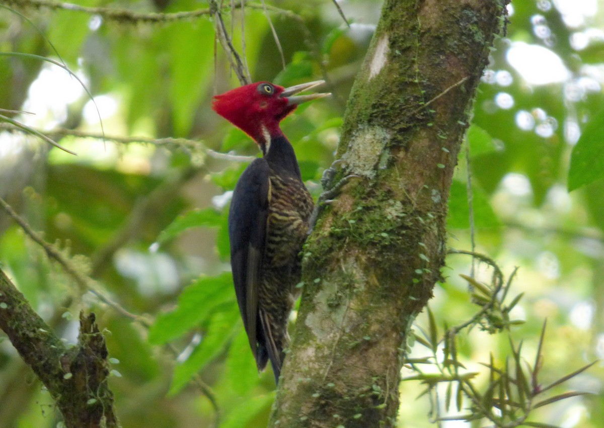 Picamaderos Piquiclaro - ML645215475