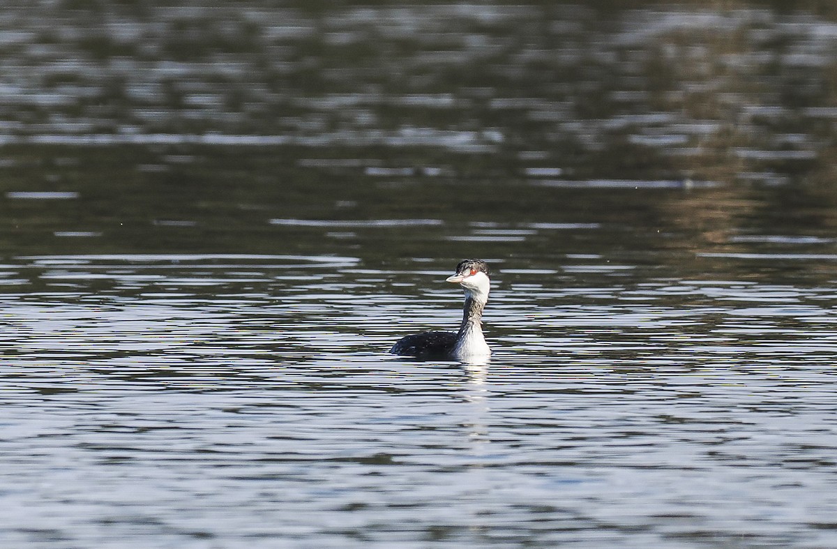 Zampullín Cuellirrojo - ML645215476