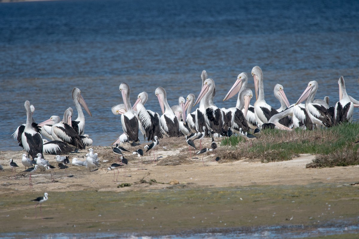Pelícano Australiano - ML645215477