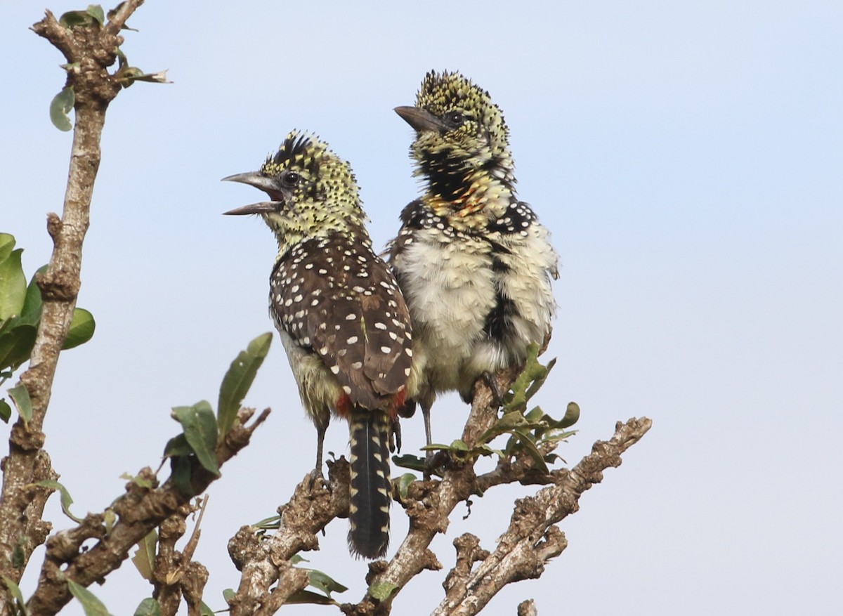 Barbudo de D'Arnaud - ML645215478
