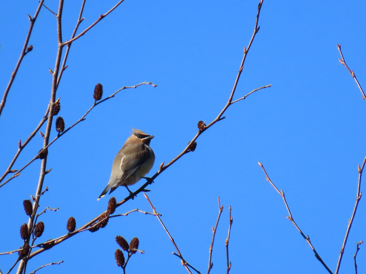 Ampelis Americano - ML645215479