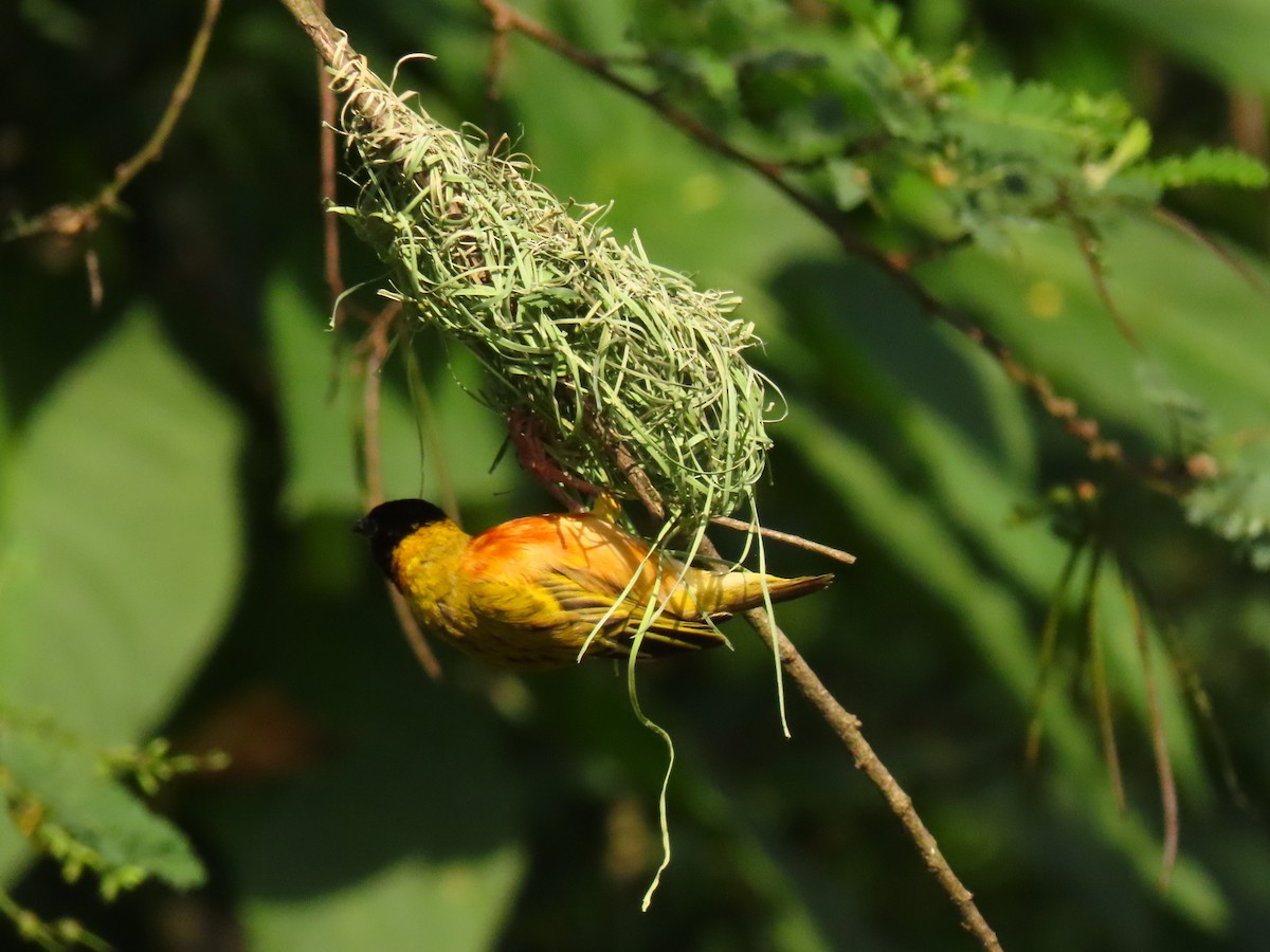 Tejedor Cabecinegro - ML645215480