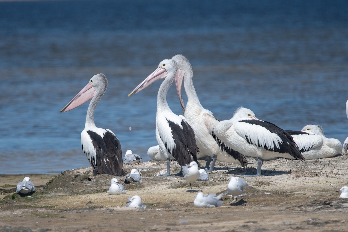Pelícano Australiano - ML645215481