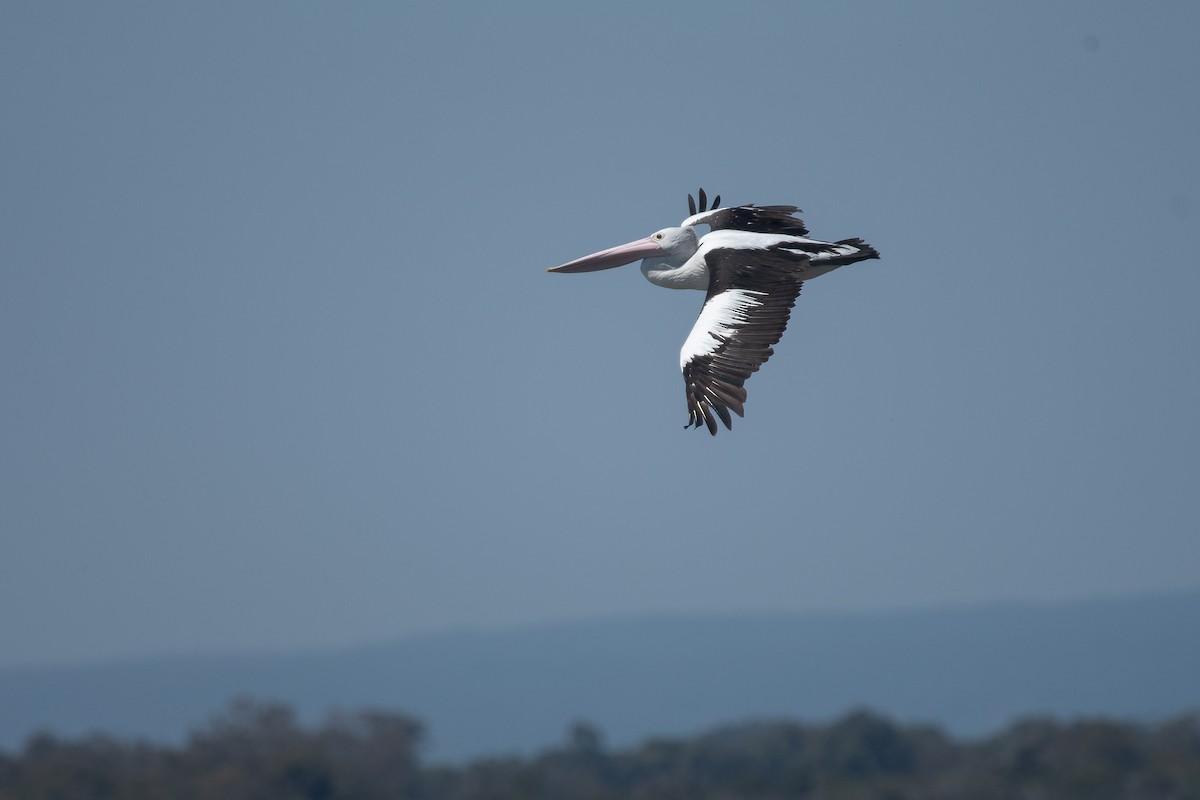 Pelícano Australiano - ML645215482