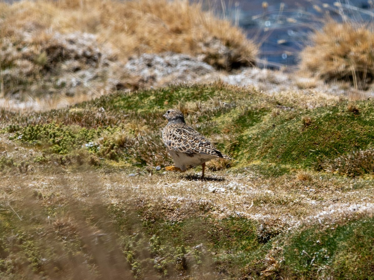 Agachona Mediana - ML645215484