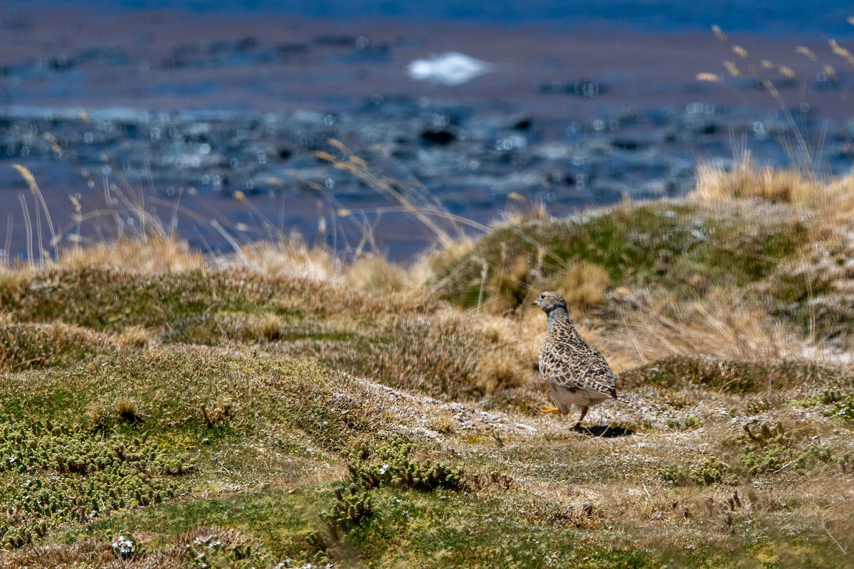 Agachona Mediana - ML645215485