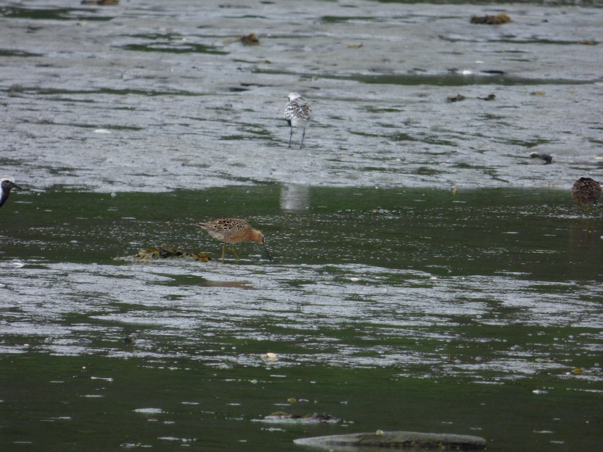 Agujeta Escolopácea - ML645215486