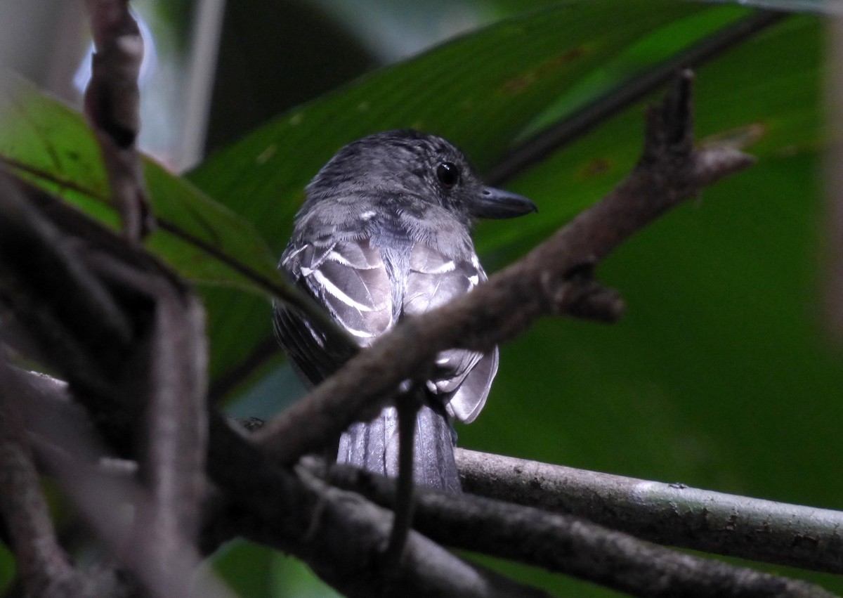 Batará Pizarroso Occidental - ML645215489