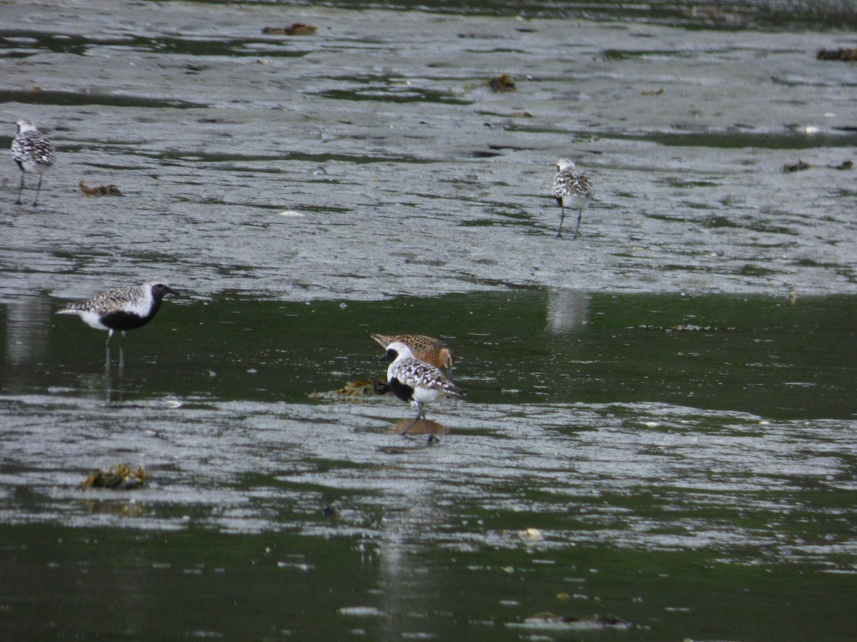 Chorlito Gris - ML645215490