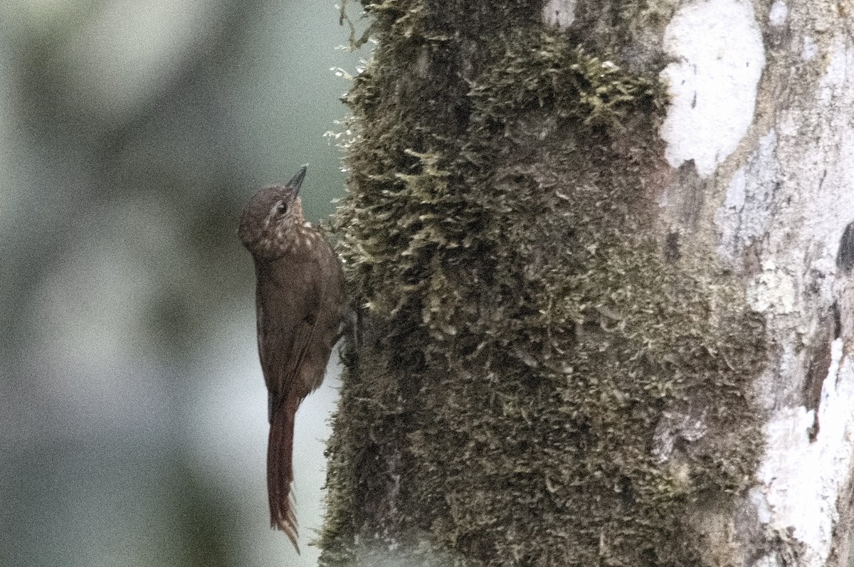 Trepatroncos Picocuña - ML645215491