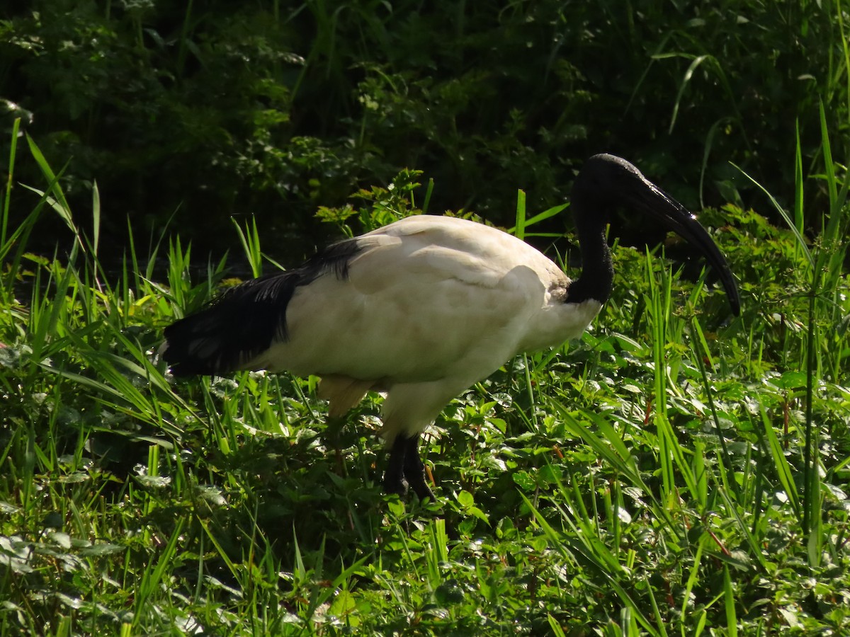 Ibis Sagrado - ML645215492