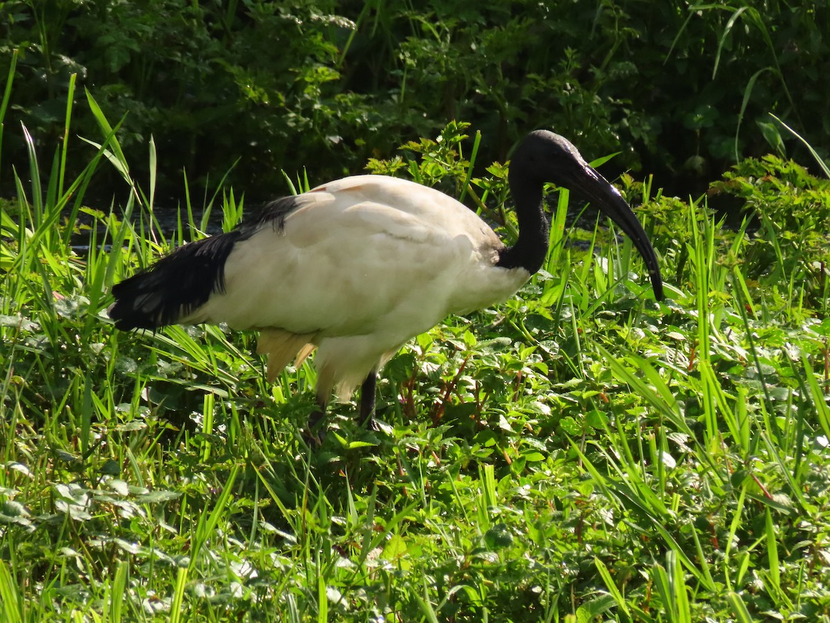 Ibis Sagrado - ML645215493