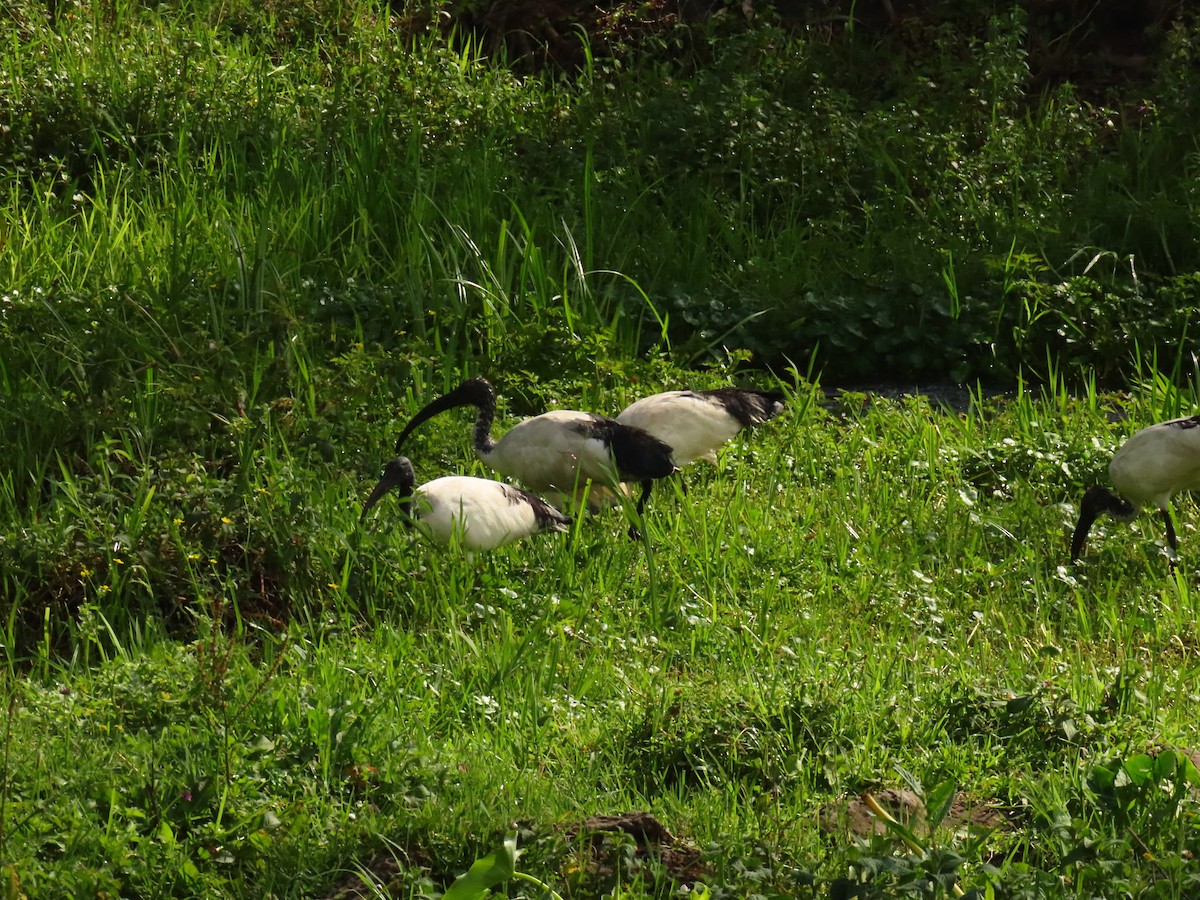 Ibis Sagrado - ML645215494