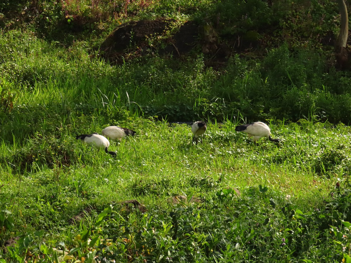 Ibis Sagrado - ML645215495