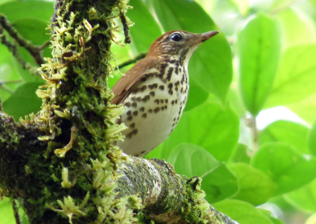 Zorzalito Maculado - ML645215496