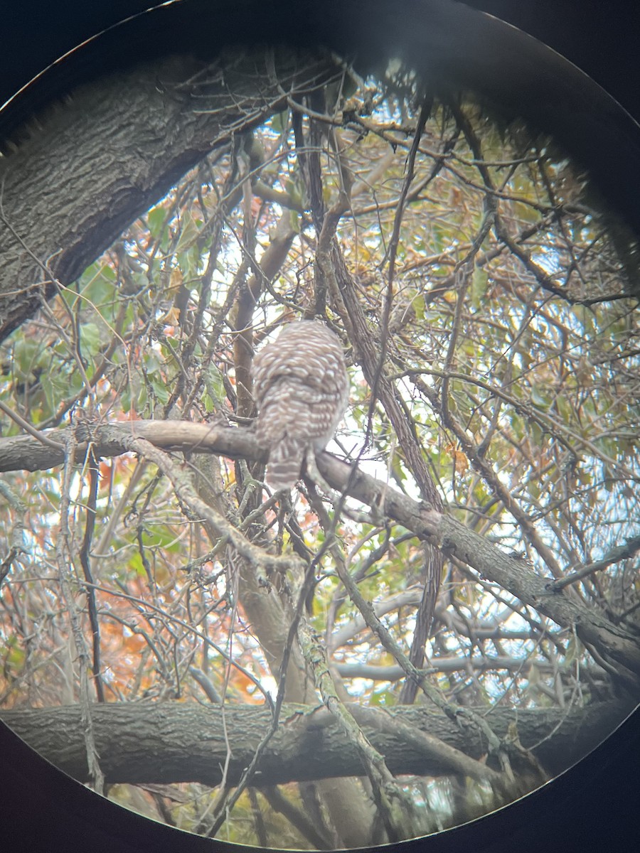 Cárabo Norteamericano - ML645215497