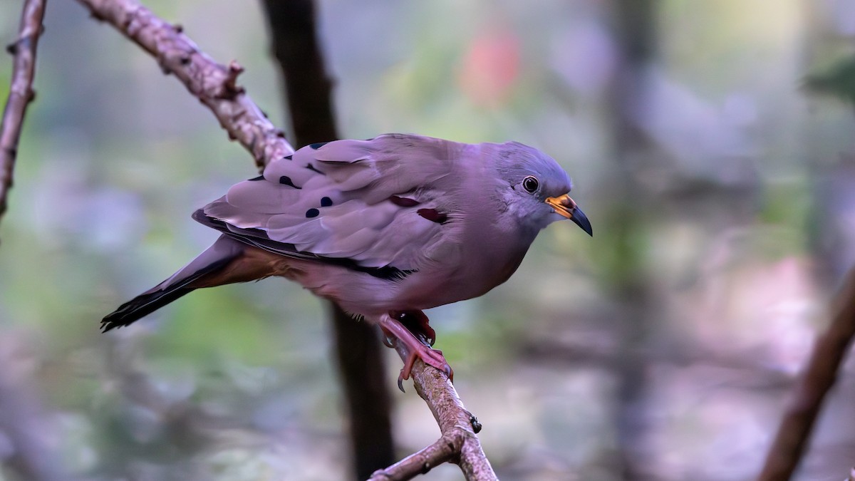 Columbina Quiquagua - ML645215498