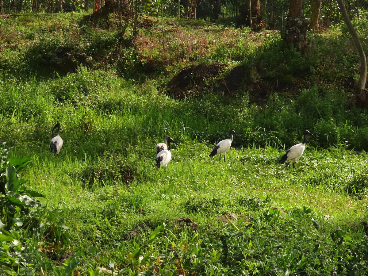 Ibis Sagrado - ML645215499