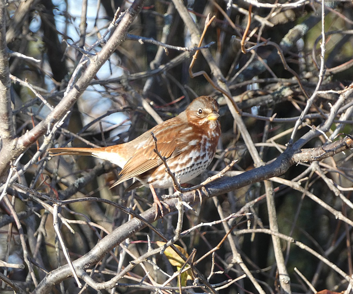 Fox Sparrow - ML645215500