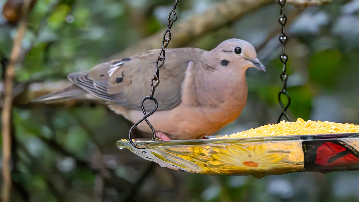 Zenaida Torcaza - ML645215501