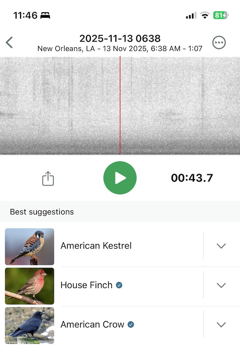 Crécerelle d'Amérique - ML645215504