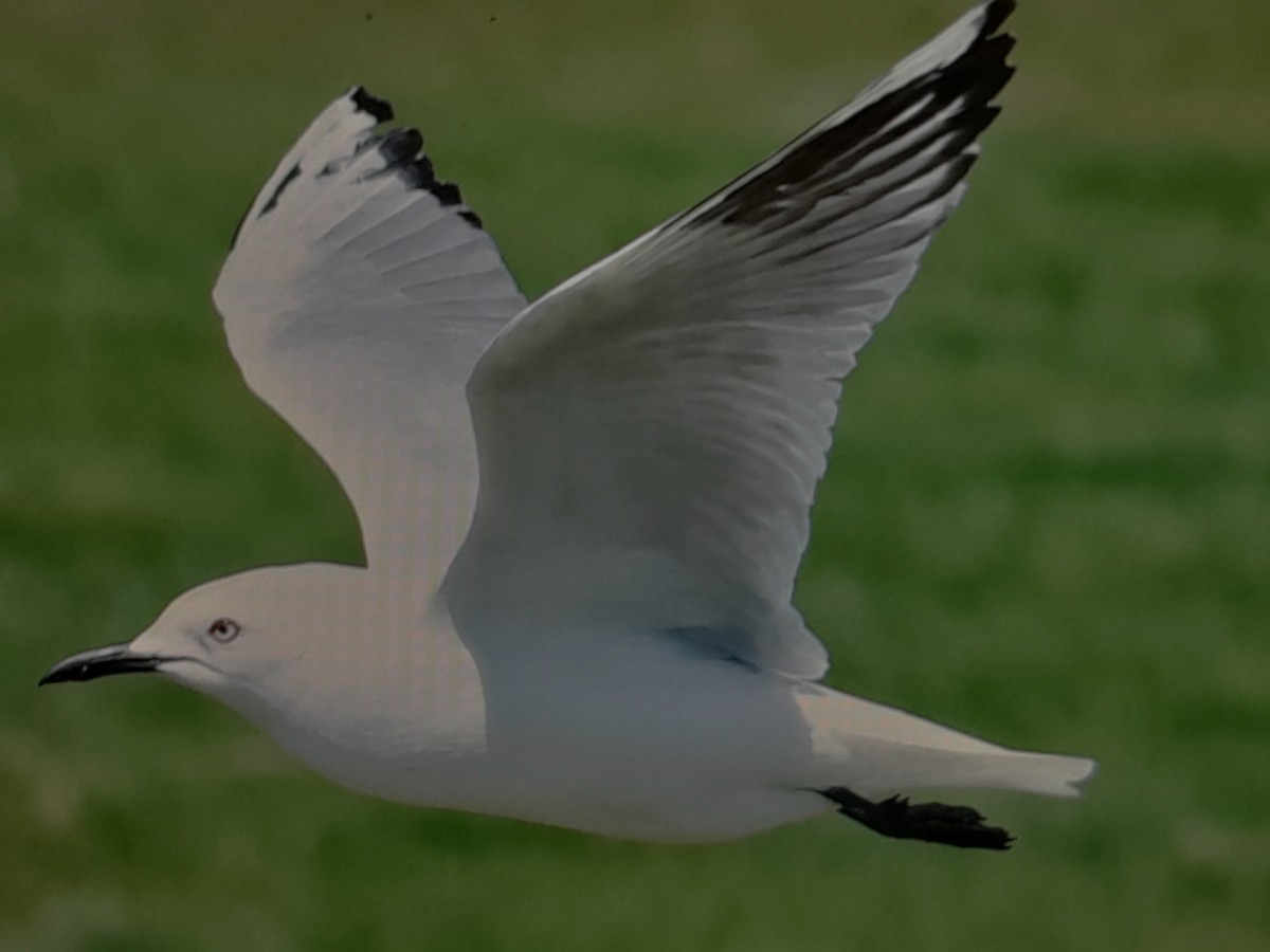 Antxeta maoria - ML645215508