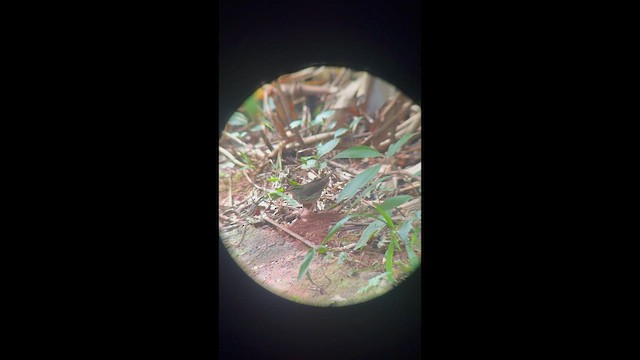 Смугастоволець річковий - ML645215509