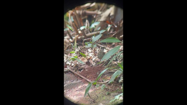 Смугастоволець річковий - ML645215510