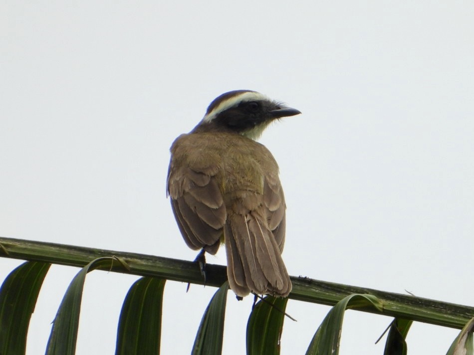 Rusty-margined Flycatcher - ML645215513