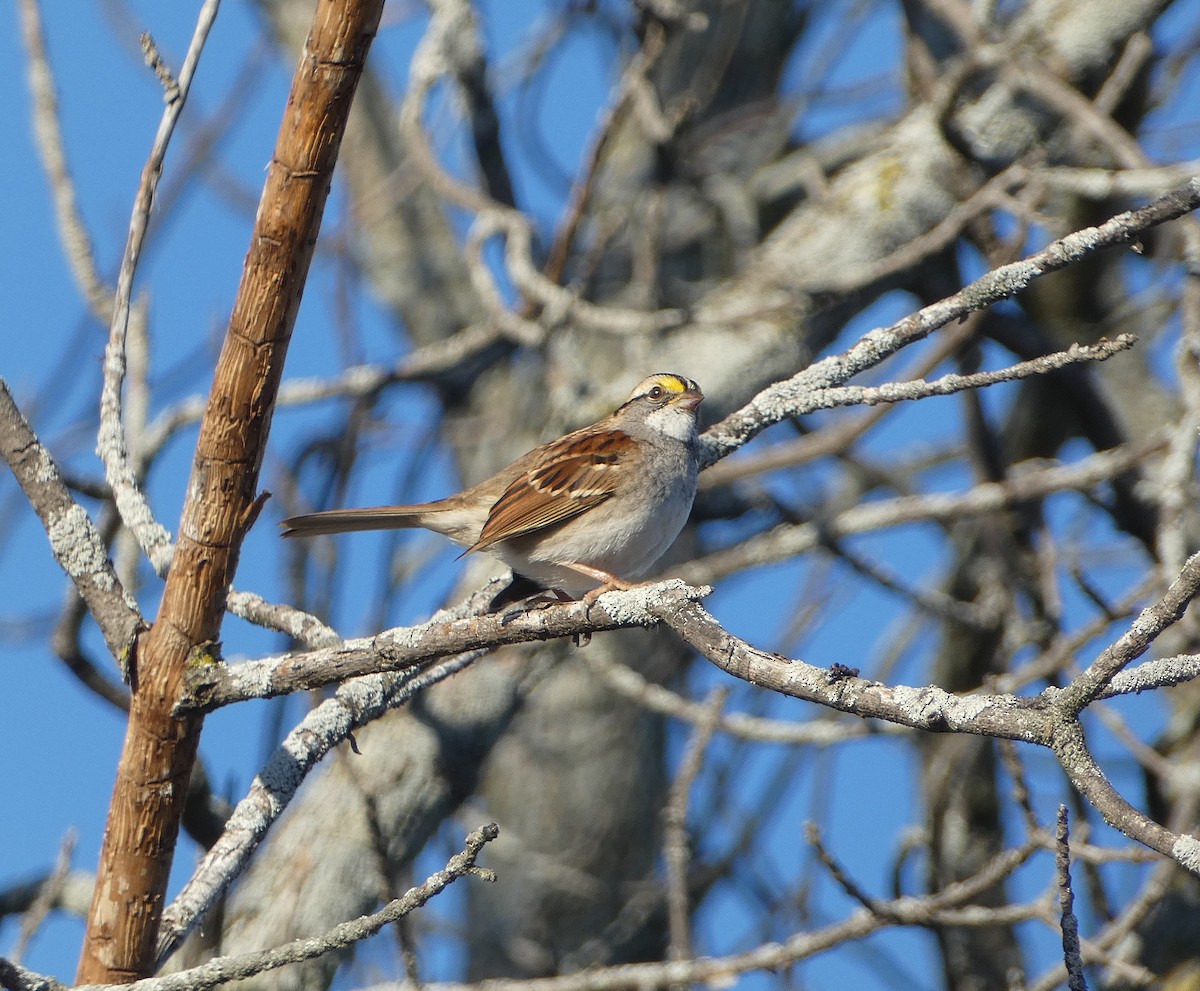 White-throated Sparrow - ML645215514