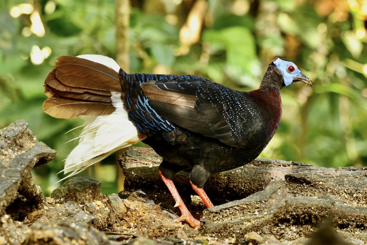 Bulwer's Pheasant - ML645215526