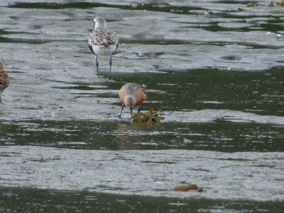 Red Knot - ML645215541