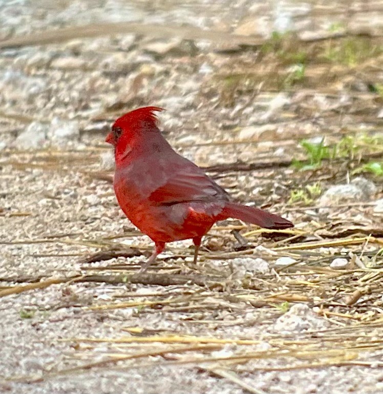 Красный кардинал - ML645215542