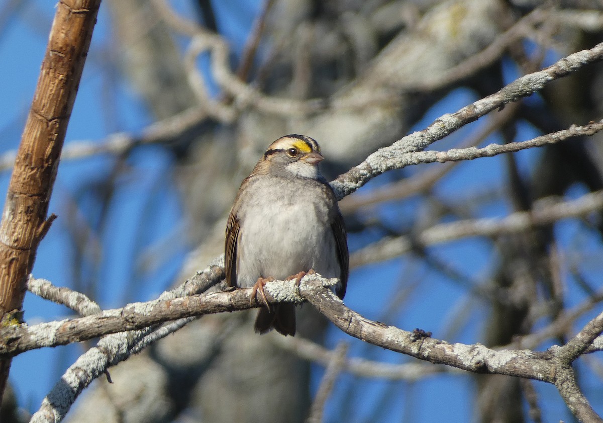 White-throated Sparrow - ML645215543