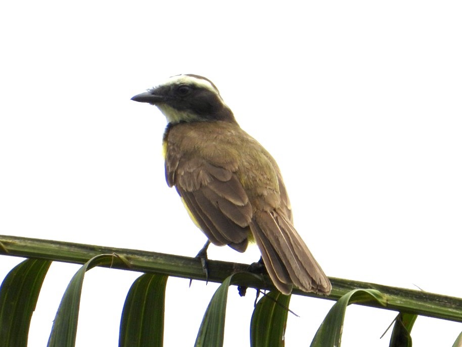 Rusty-margined Flycatcher - ML645215548