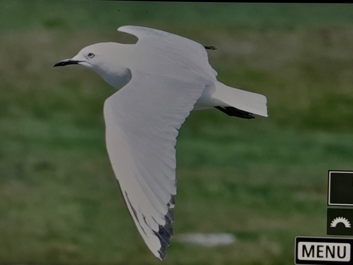 Antxeta maoria - ML645215559