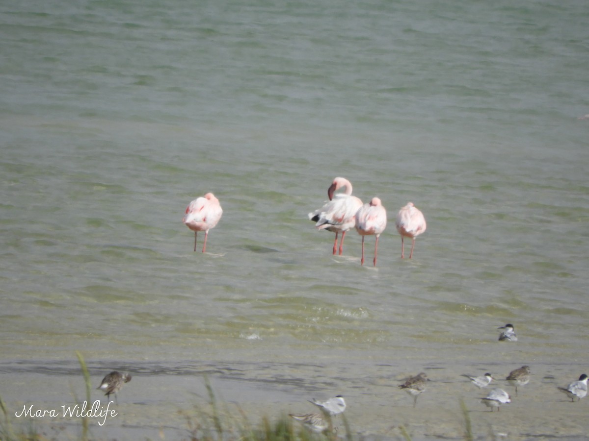 Zwergflamingo - ML645215577