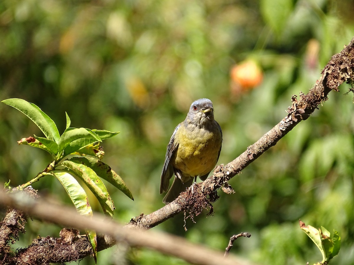 Blue-and-yellow Tanager - ML645215581