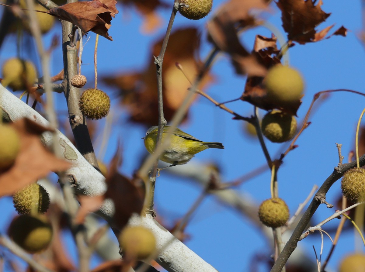 Nashville Warbler - ML645215587