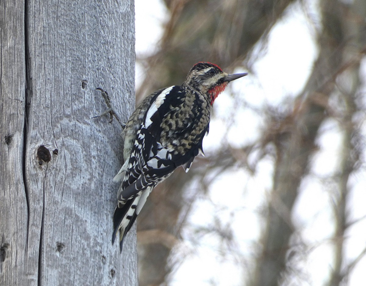 Yellow-bellied Sapsucker - ML645215603