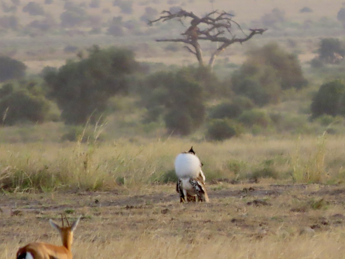 Kori Bustard - ML645215612