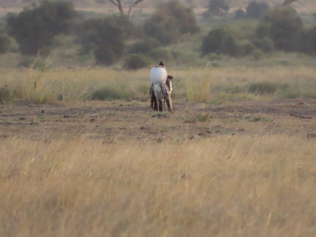 Kori Bustard - ML645215613