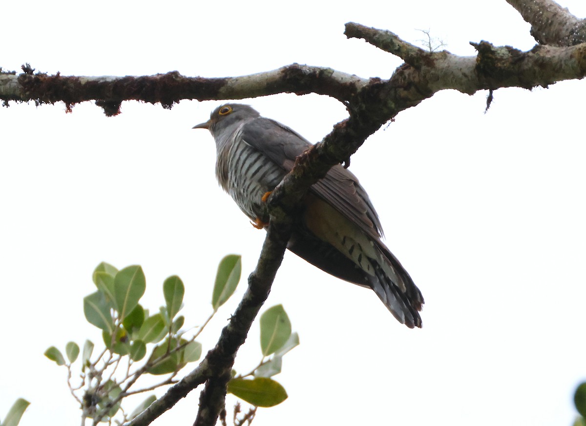 Мадагаскарская кукушка - ML645215617