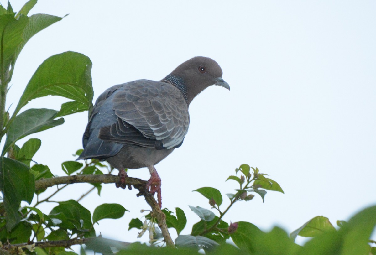 Paloma Picazuró - ML645215618